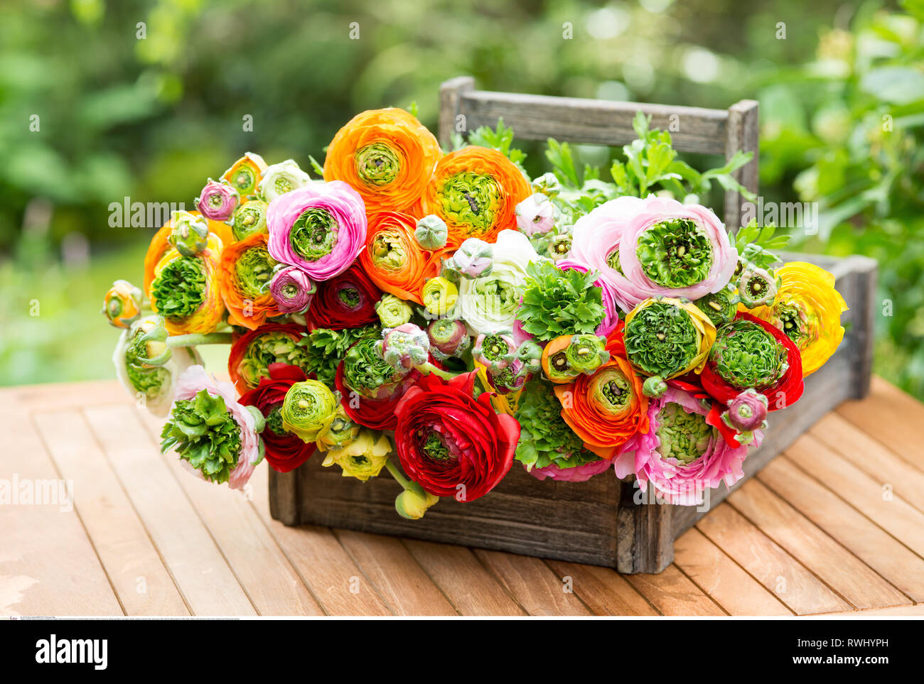botany, multi-coloured ranunculus in harvest, Caution! For Greetingcard-Use / Postcard-Use In German Speaking Countries Certain Restrictions May Apply Stock Photo