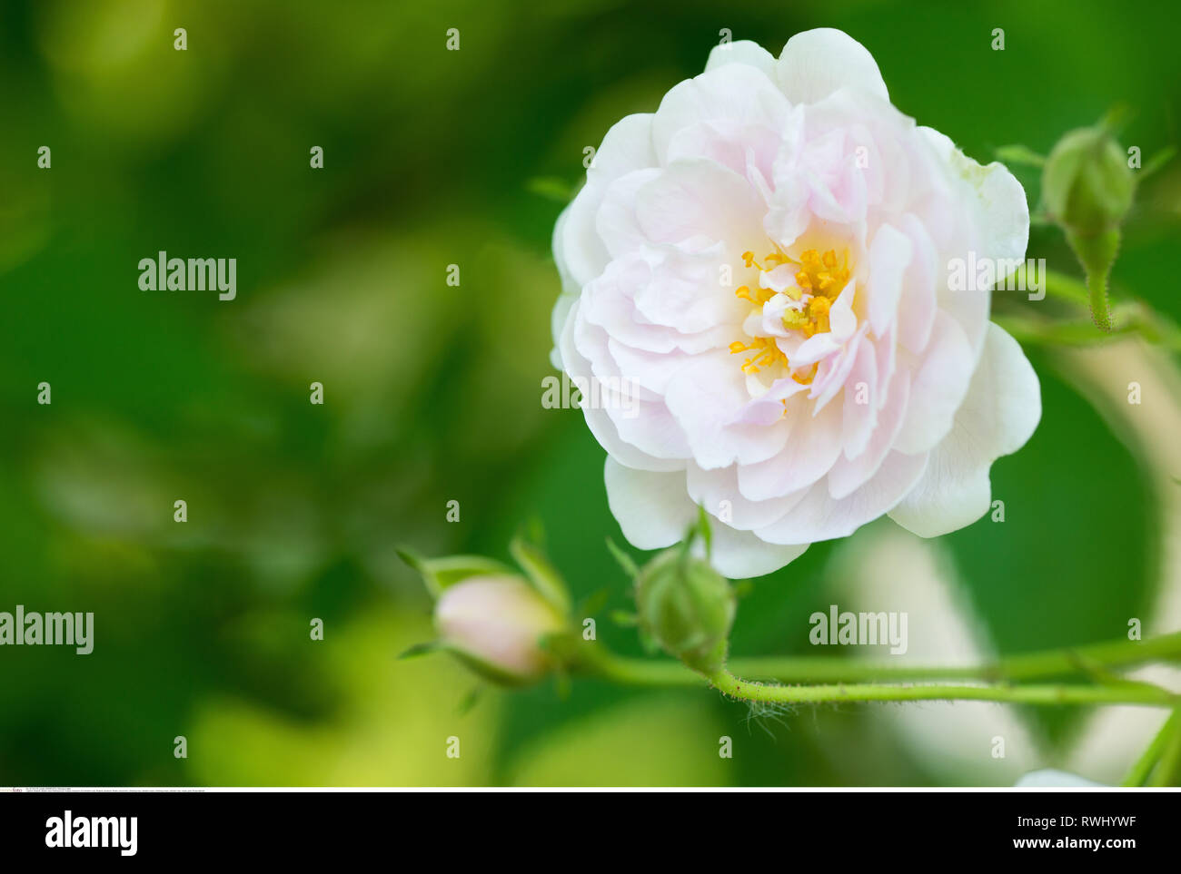 Pink rambler roses hi-res stock photography and images - Alamy