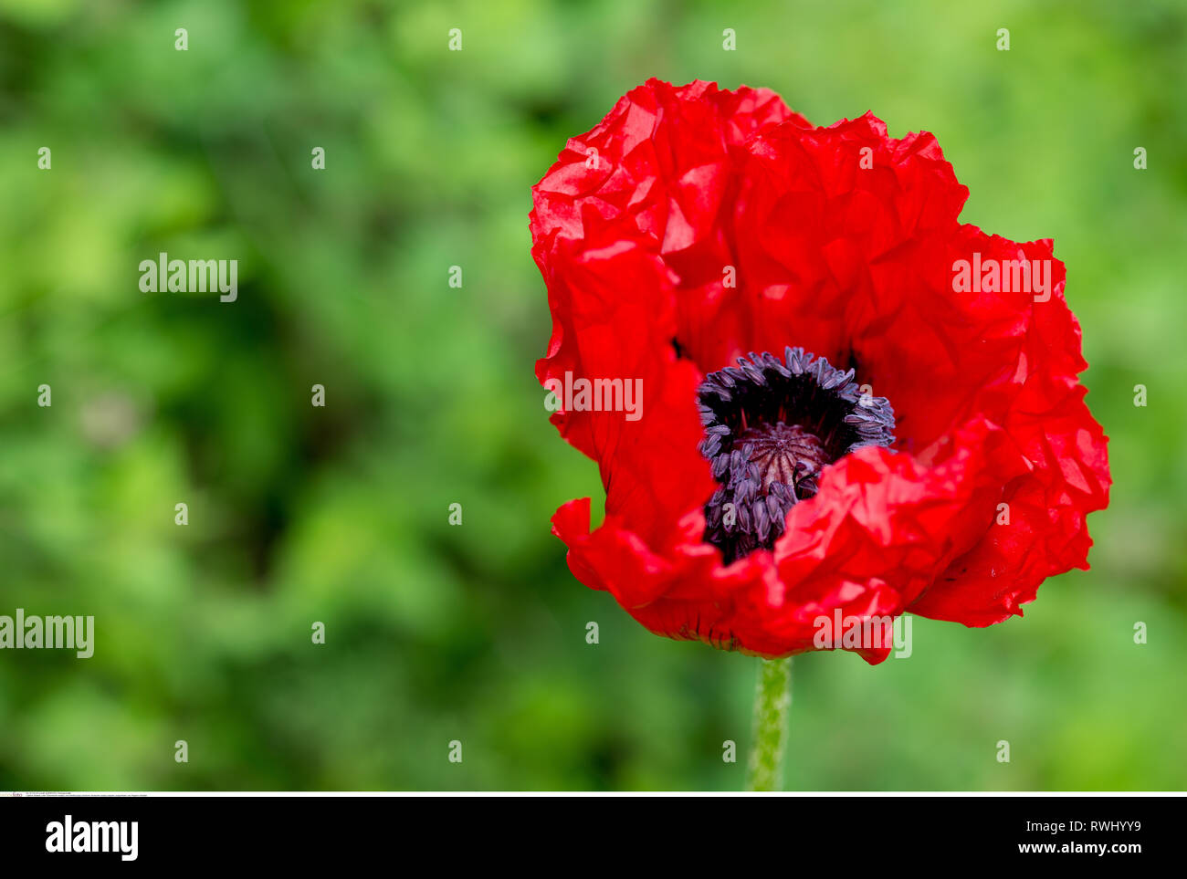 botany, red oriental poppy, Caution! For Greetingcard-Use / Postcard-Use In German Speaking Countries Certain Restrictions May Apply Stock Photo