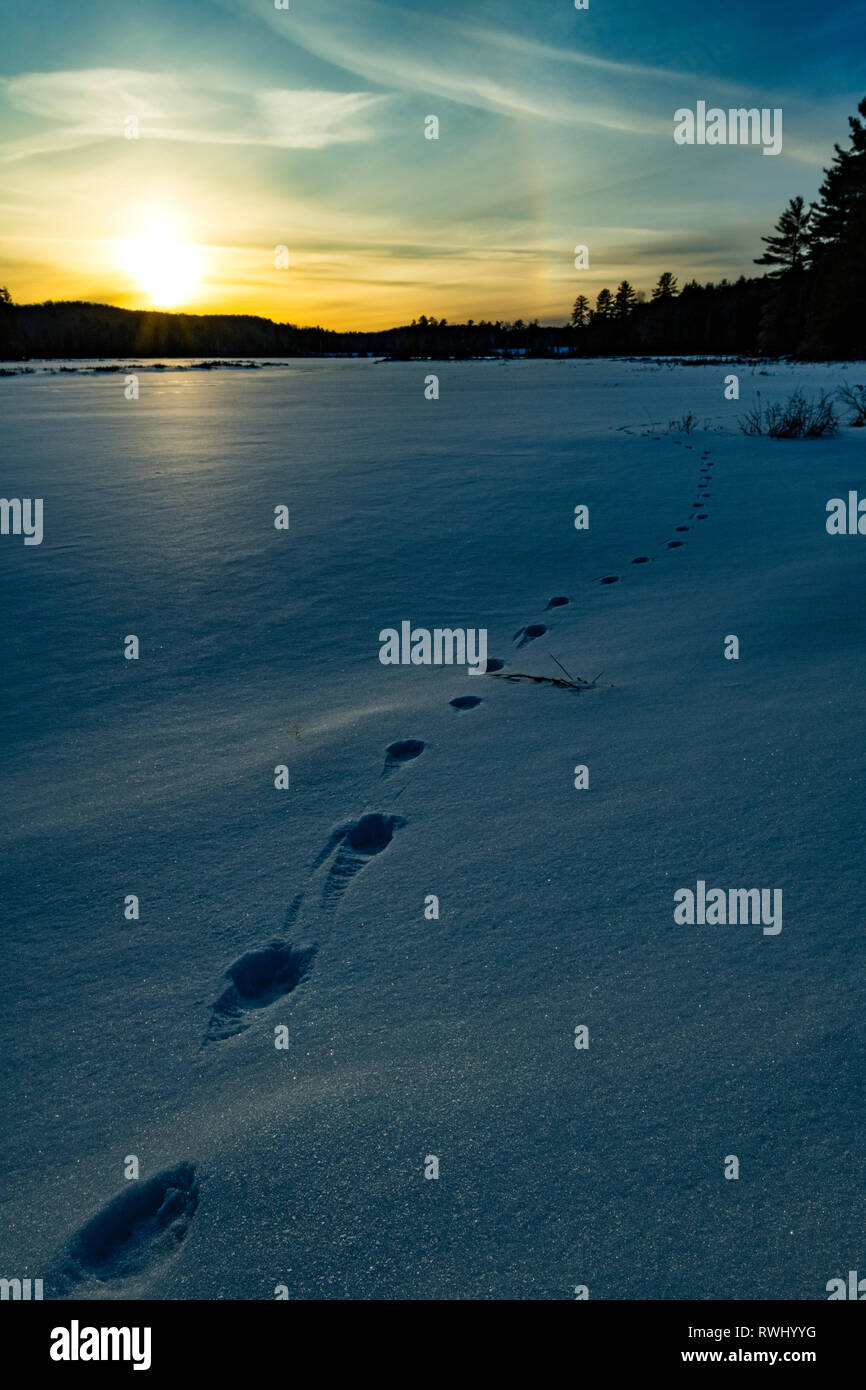 Ungulate tracks lead around a frozen wetland at sunset complete with sundog on a cold, winter's evening, Haliburton, Ontario, Canada Stock Photo