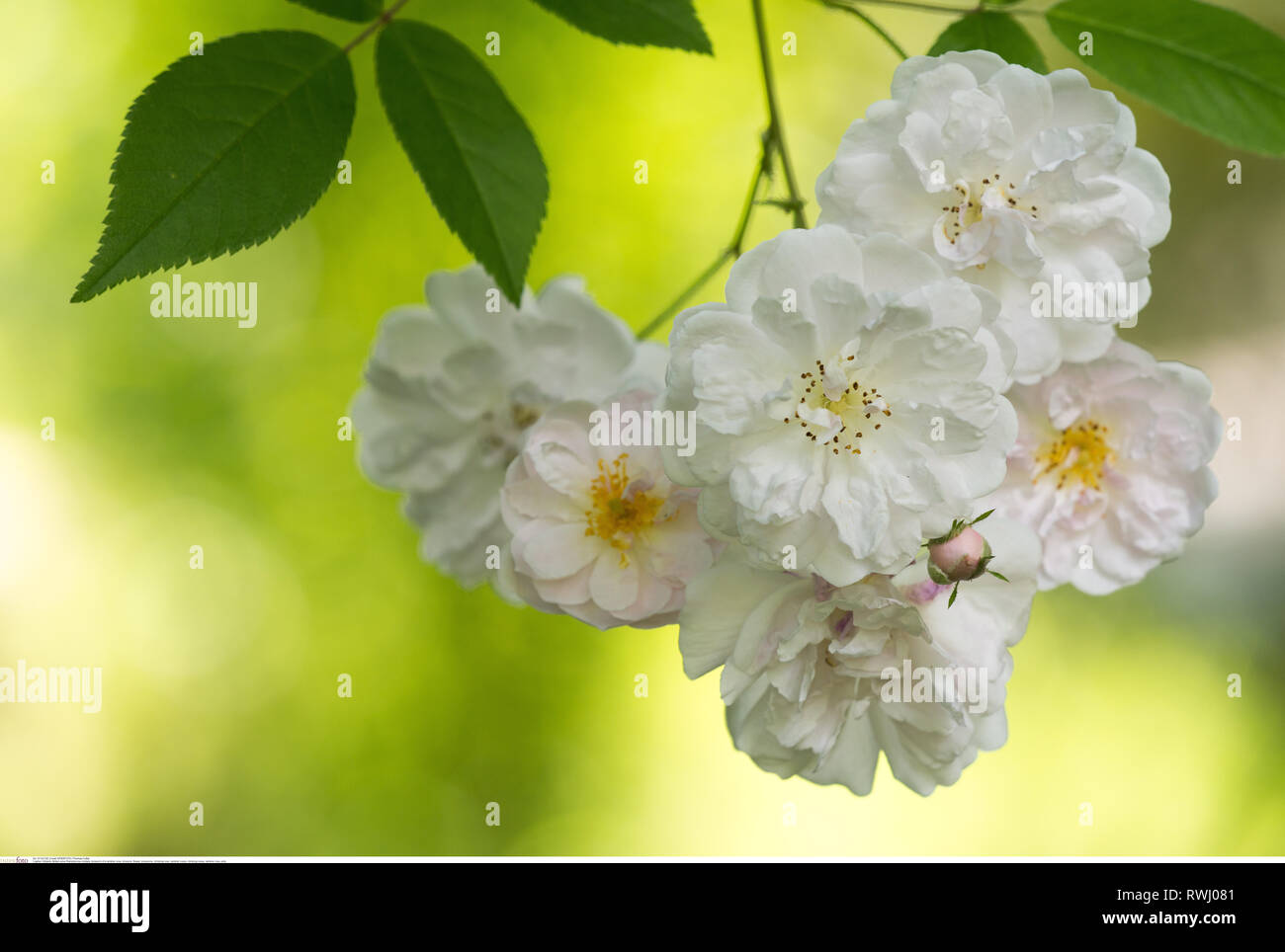 Rambler rose flower hi-res stock photography and images - Alamy