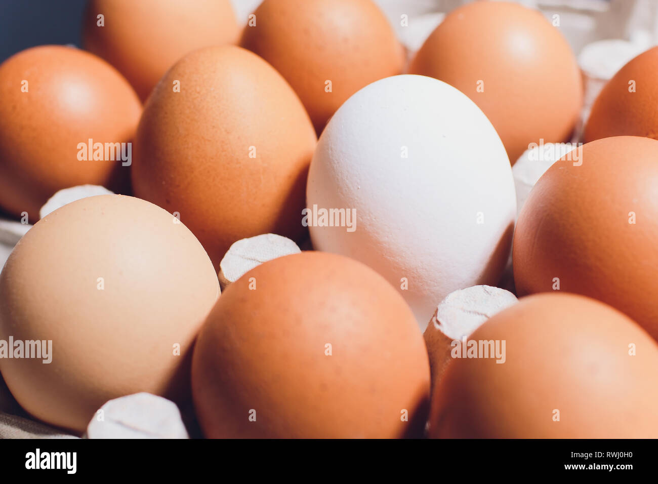 White chicken eggs opposite red in a cardboard box with empty space ...
