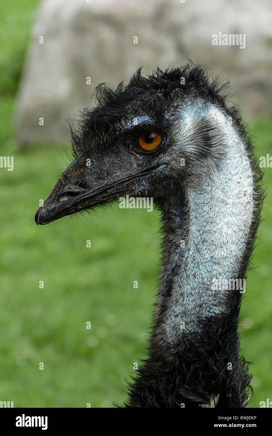 Emu head hi-res stock photography and images - Alamy