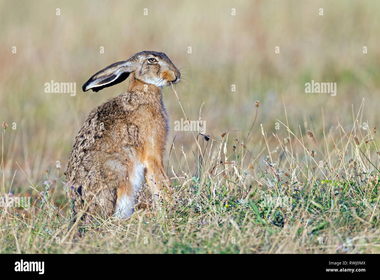 European Brown Hare (Lepus europaeus). Adult eating the seeed stand of a grass. Germany Stock Photo