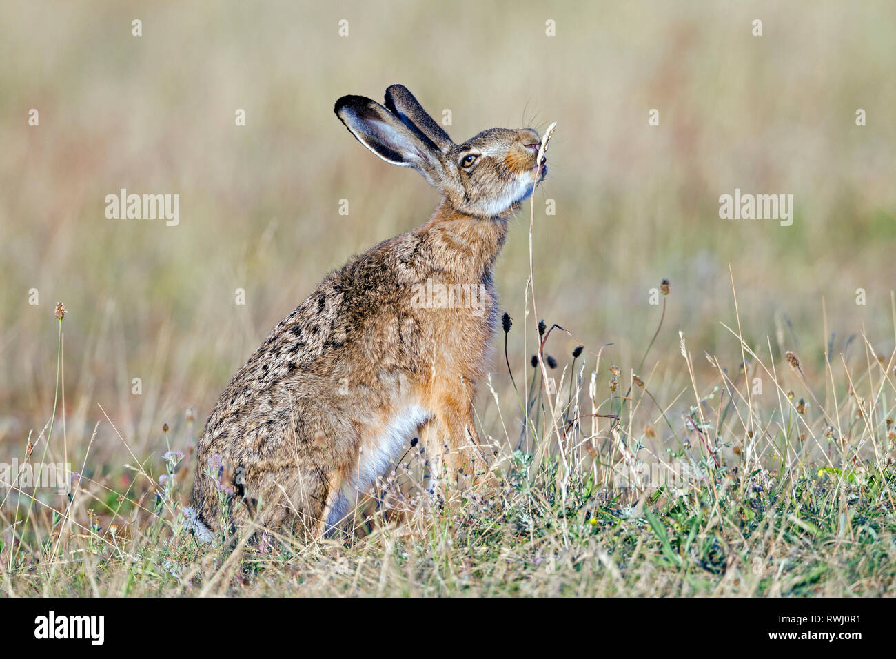 European Brown Hare (Lepus europaeus). Adult eating the seeed stand of a grass. Germany Stock Photo