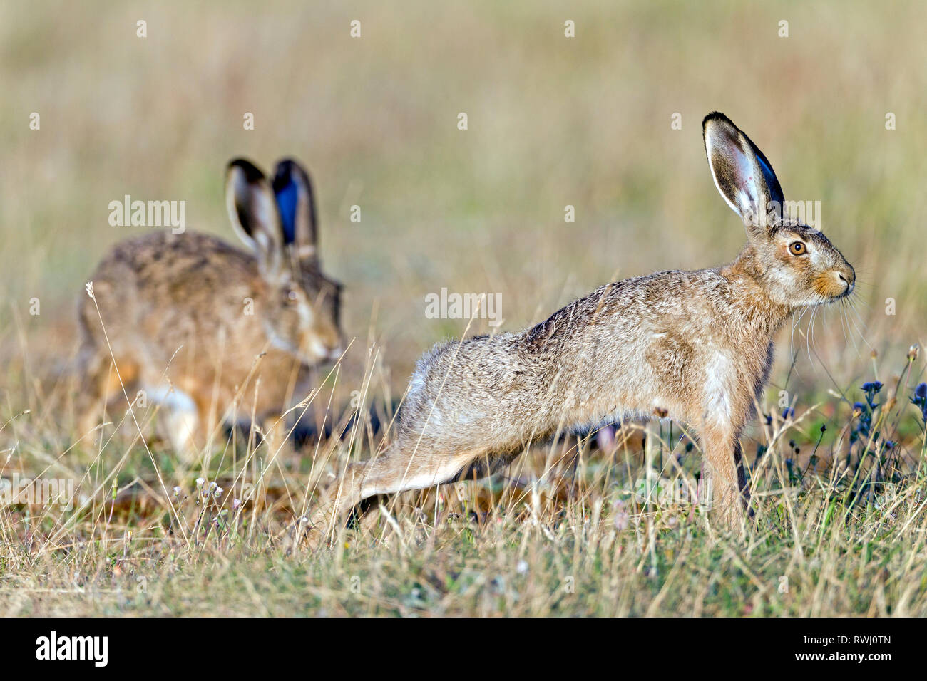 European Brown Hare (Lepus europaeus). Adult visits an older leveret. Germany Stock Photo