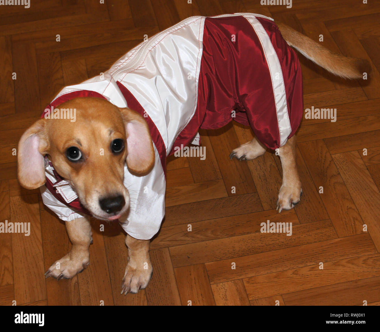Artificial dog in jacket hires stock photography and images Alamy
