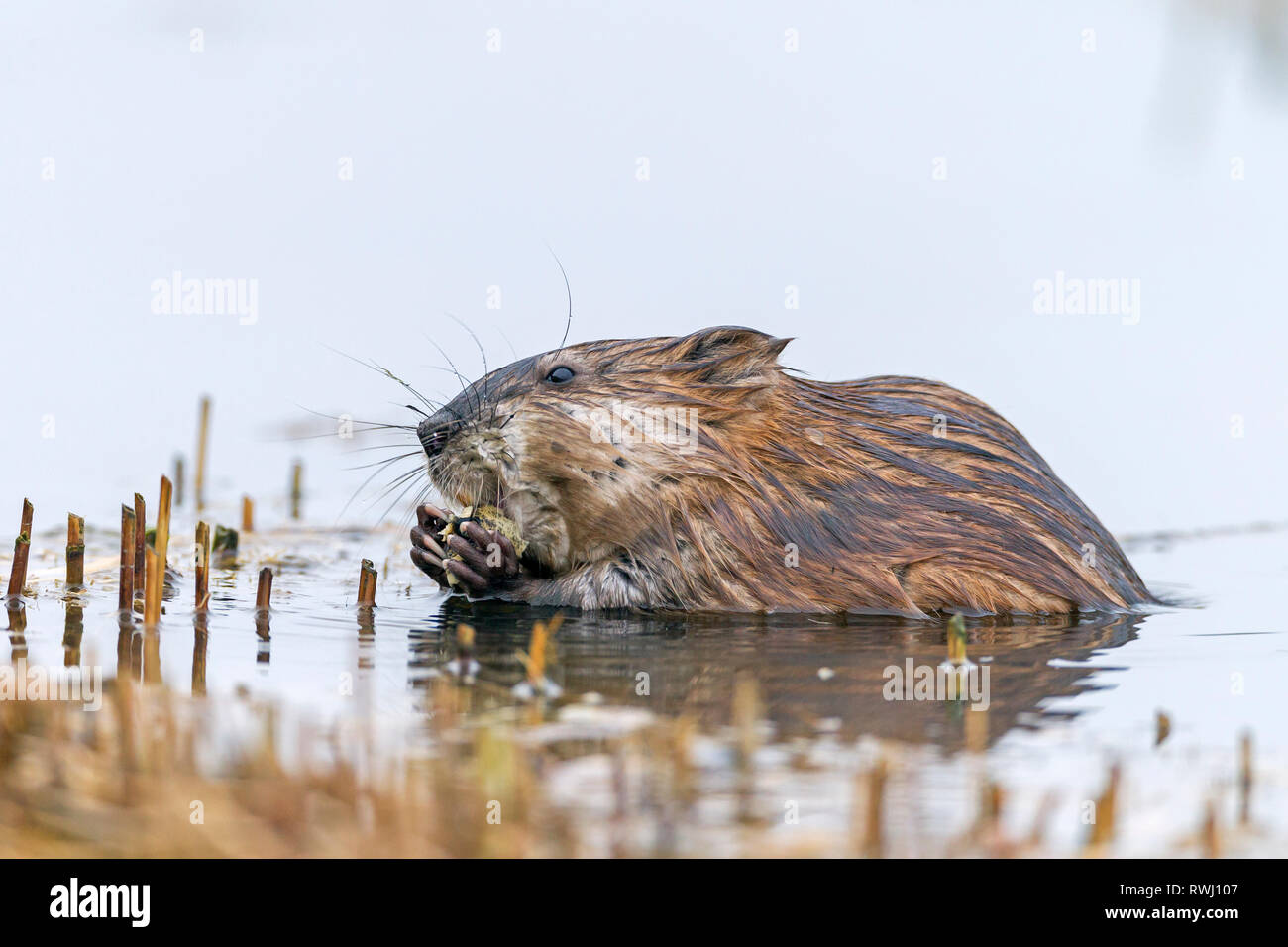 Muskrat (Ondatra zibethicus) at the wateres edge, eating reed roots. Germany Stock Photo