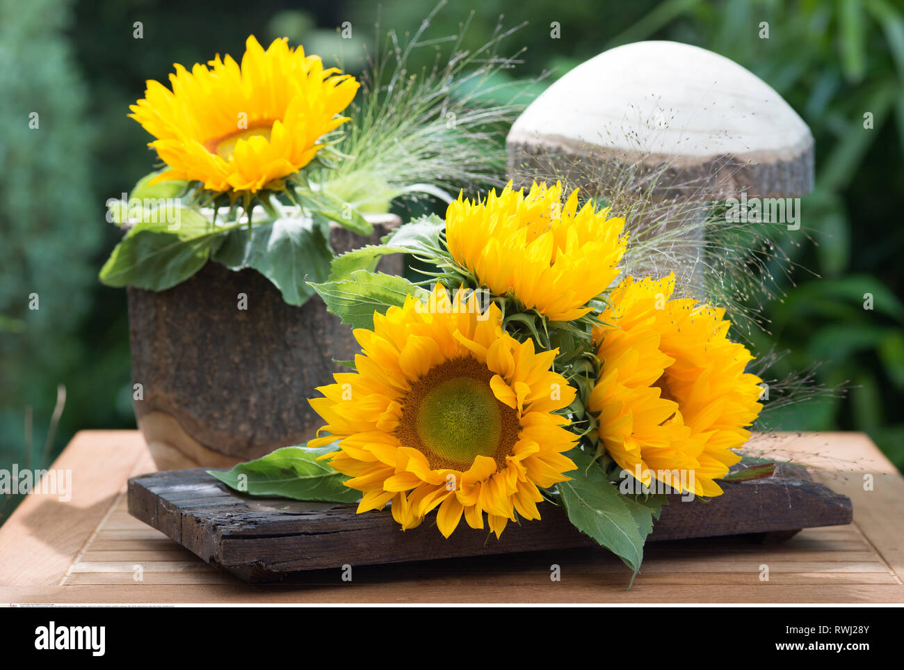 botany, deco with sunflower, Caution! For Greetingcard-Use / Postcard-Use In German Speaking Countries Certain Restrictions May Apply Stock Photo