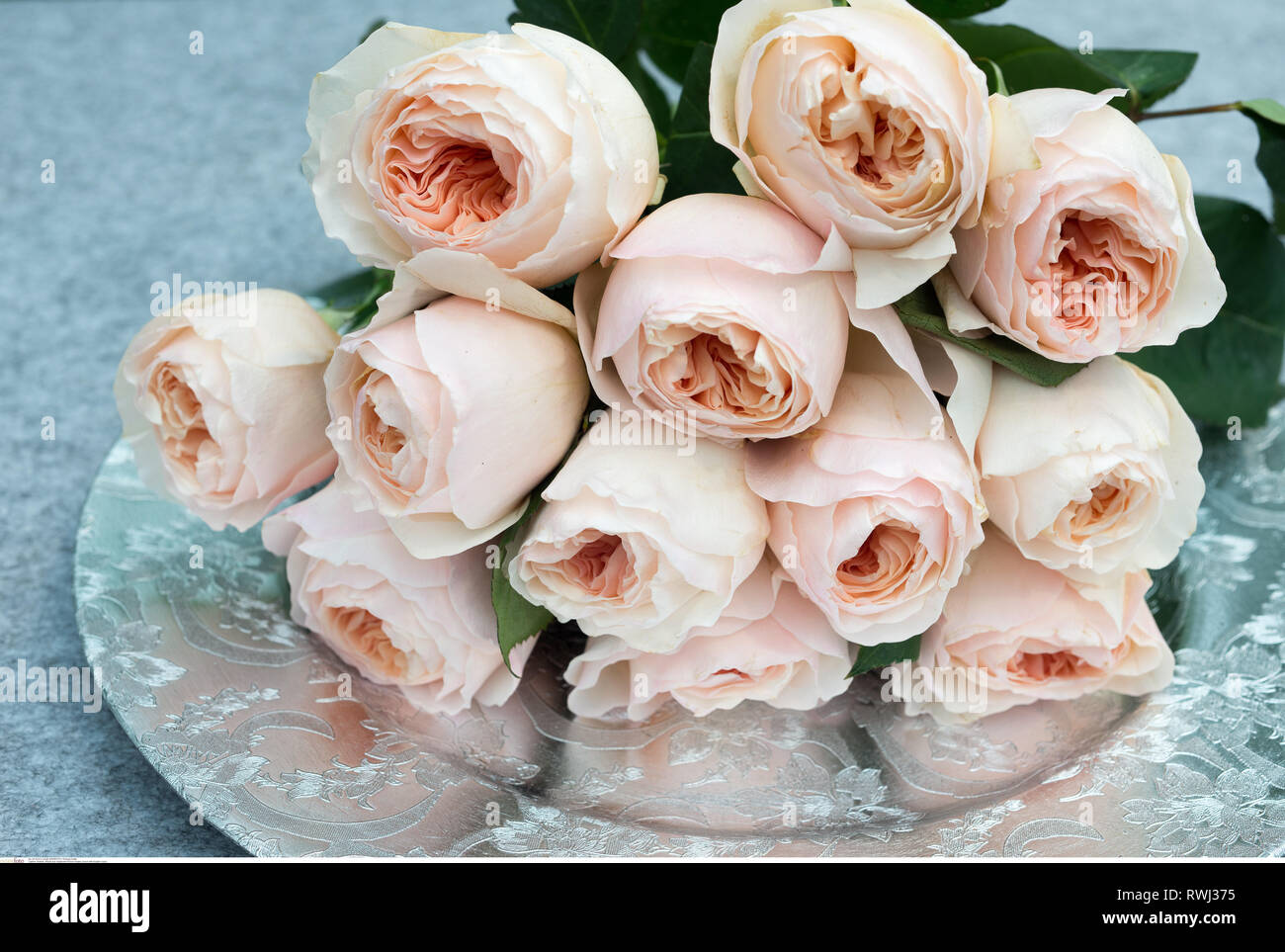 Juliet rose david austin hi-res stock photography and images - Alamy