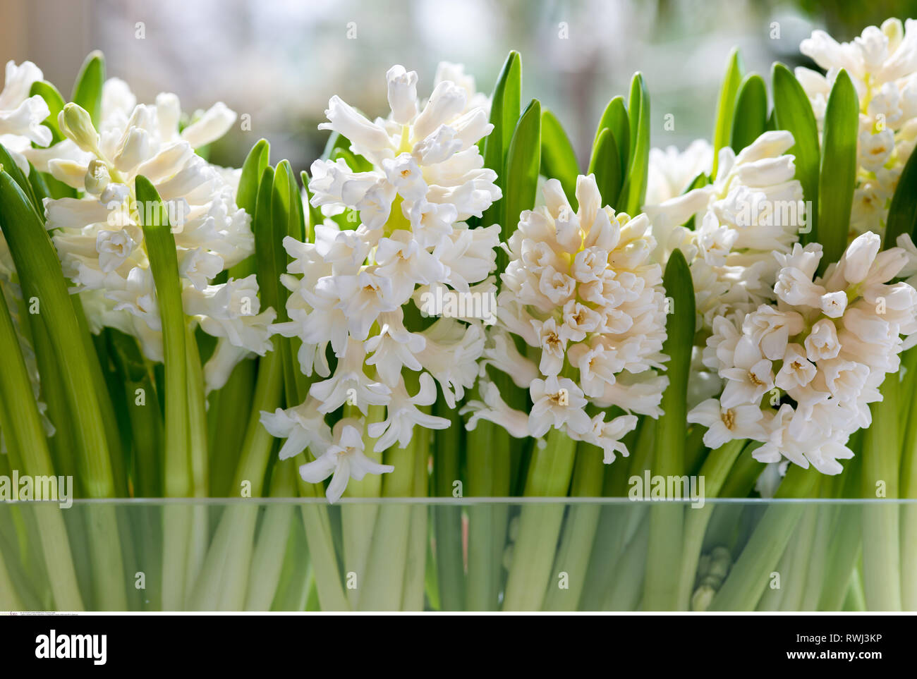 botany, white hyacinth in glass jar, Caution! For Greetingcard-Use / Postcard-Use In German Speaking Countries Certain Restrictions May Apply Stock Photo