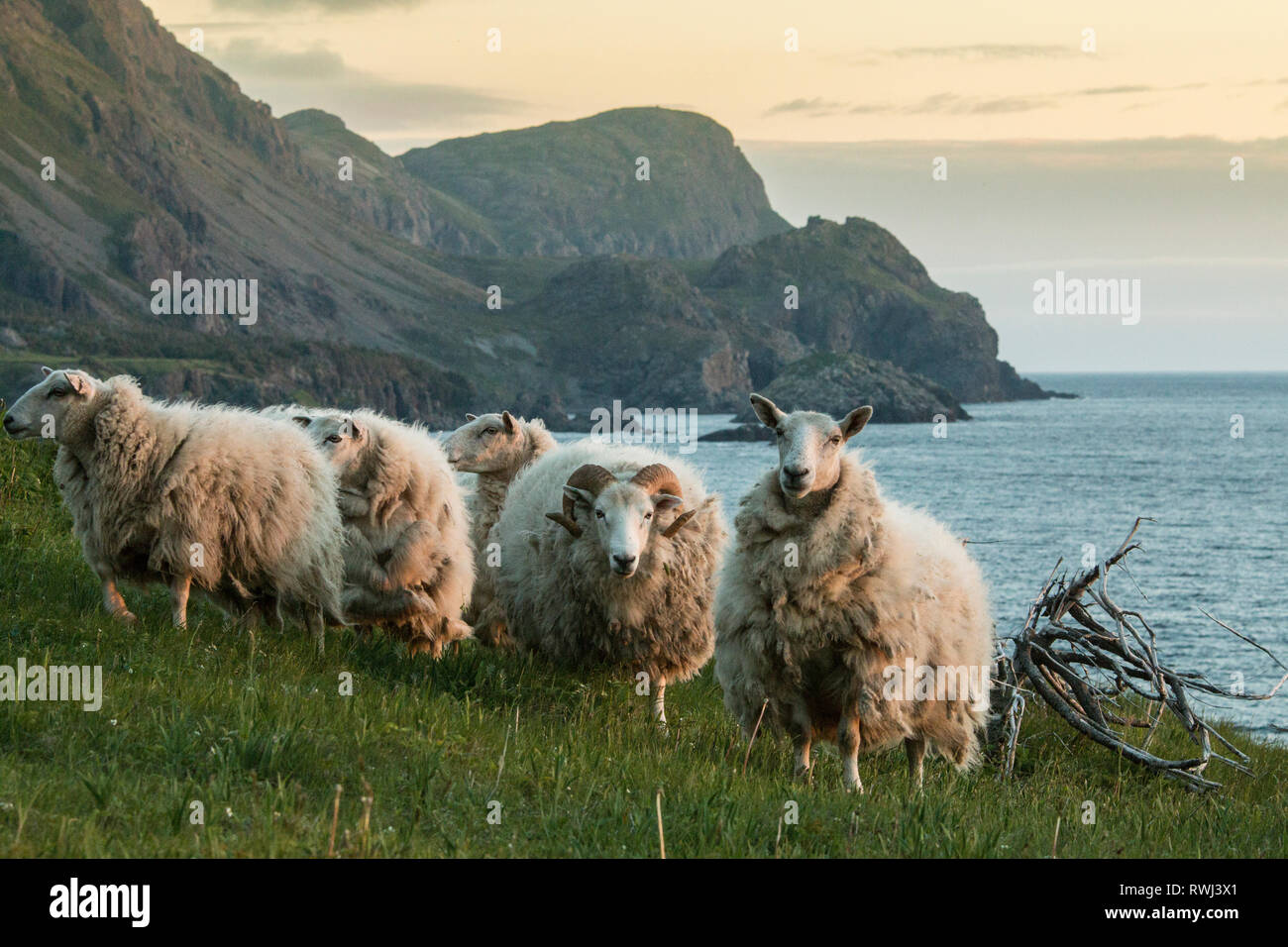(Ovis aries) Sheep, caught in the evening glow of the sunset, eastern Pont trail, Trout River, Gros Morne National Park, Newfoundland and Labrador Stock Photo