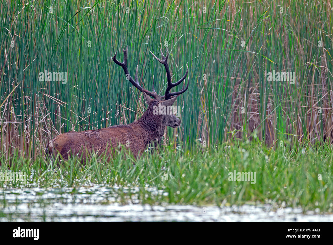 Red Deer (Cervus elaphus). Stag standing in water in front of reed. Saxony, Germany Stock Photo