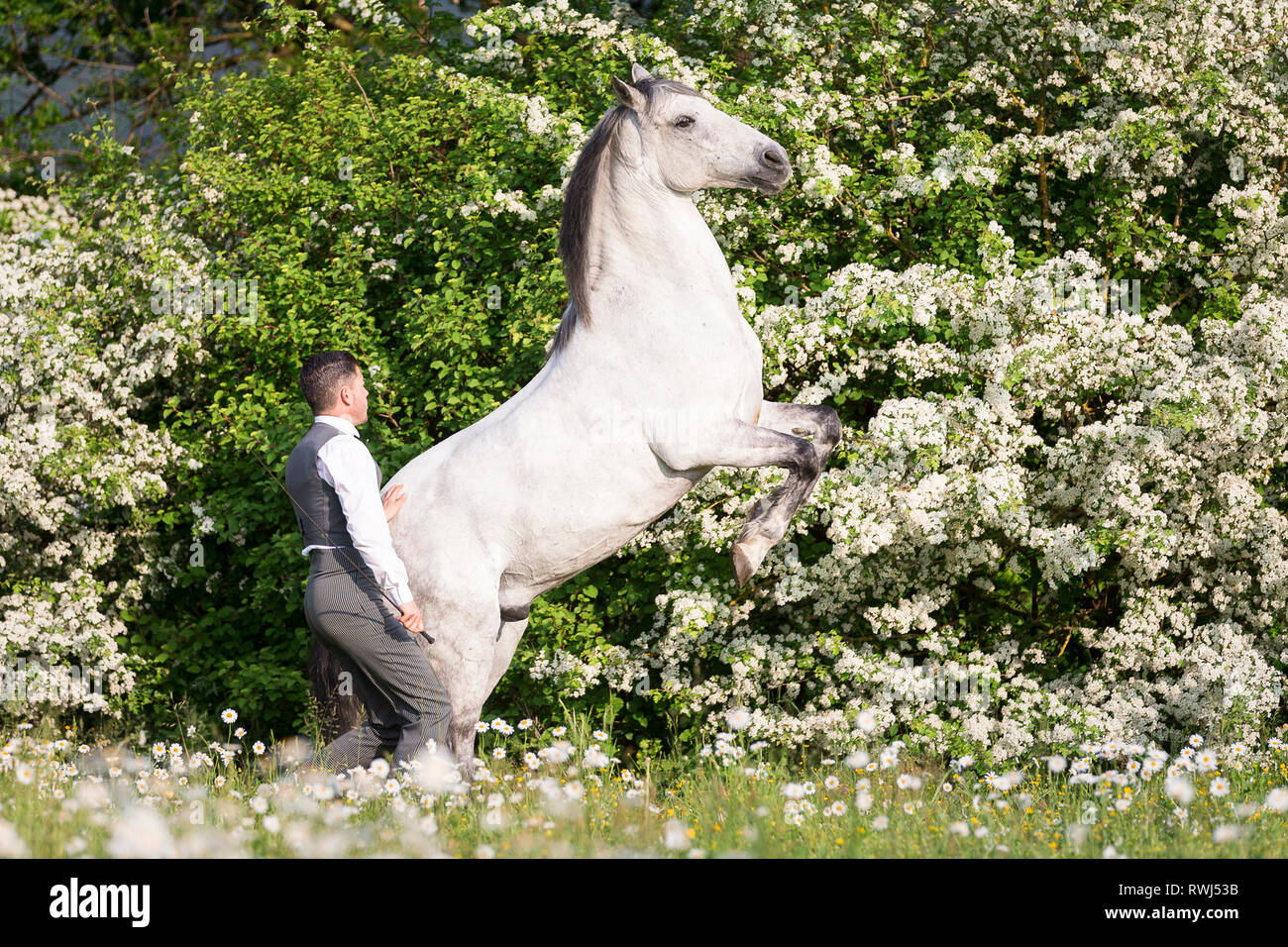 Pure Spanish Horse, Andalusian. Blind gelding rearing on a flowering meadow, next to its rider and owner Sandro Huerzeler. Switzerland Stock Photo