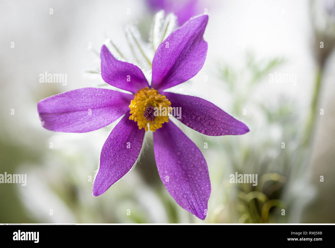 Cow bell detail hires stock photography and images Alamy