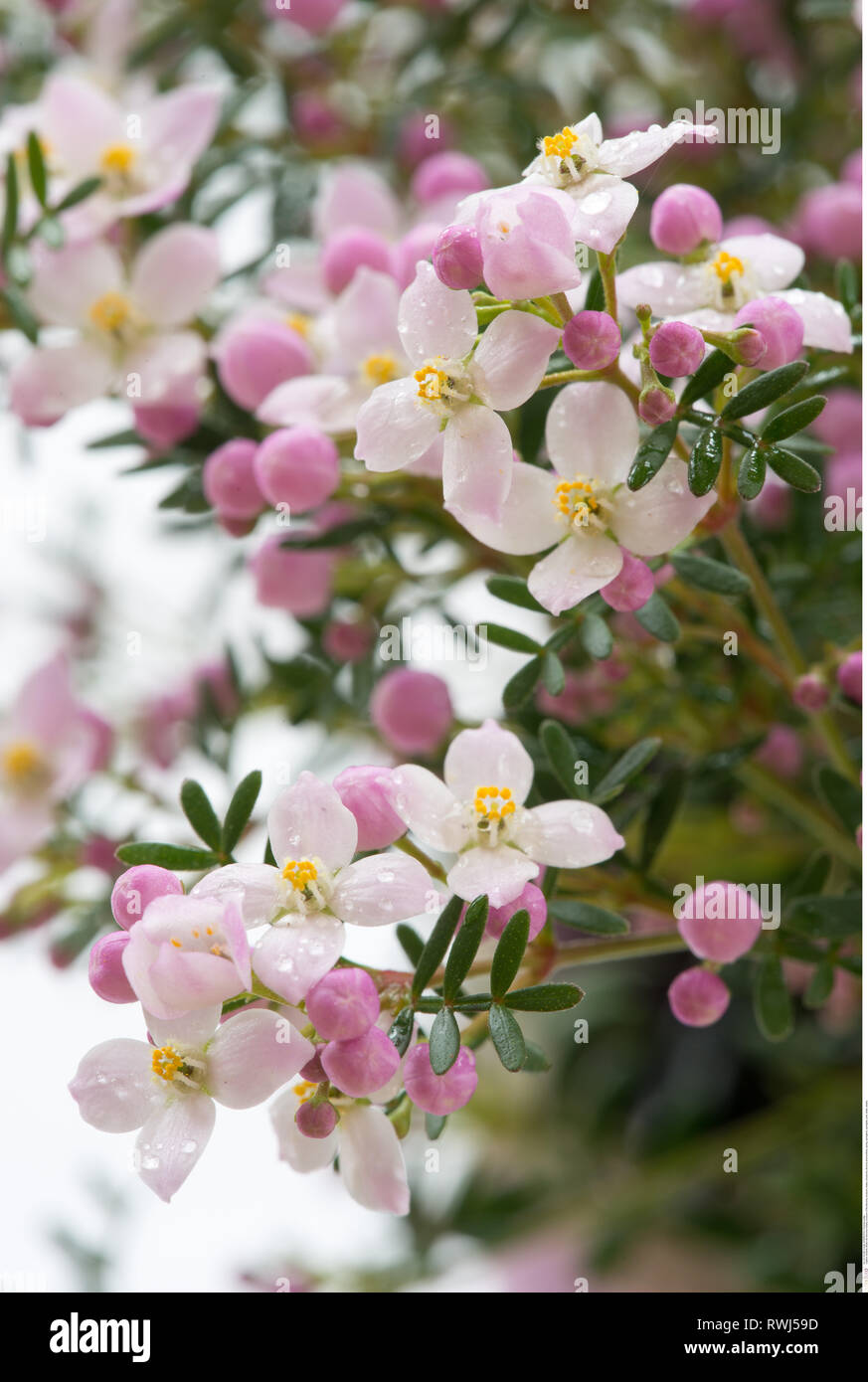 Boronia Anemonifolia Blutezeit