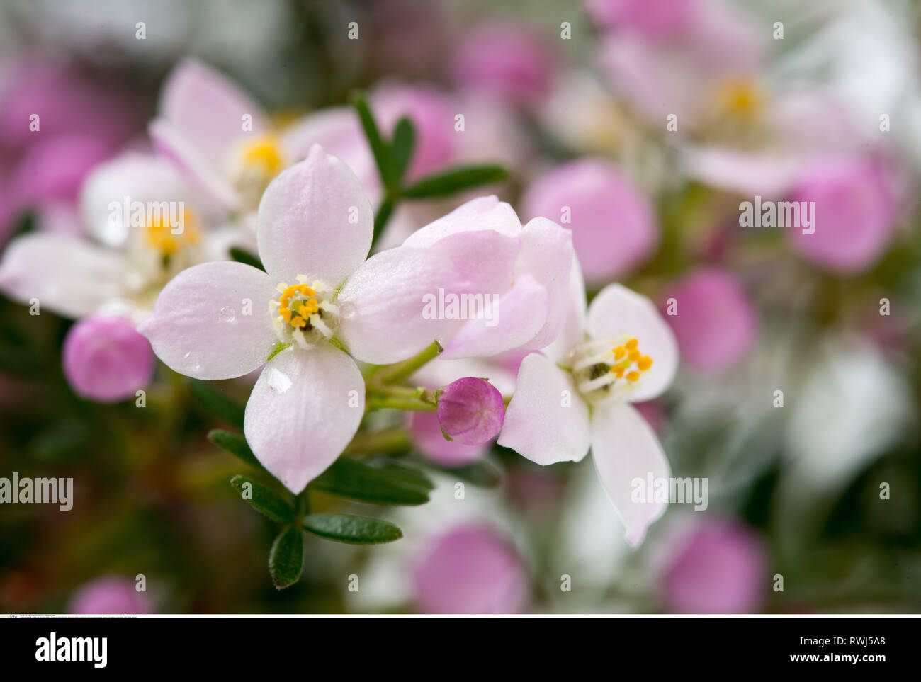 Boronia Anemonifolia Blutezeit