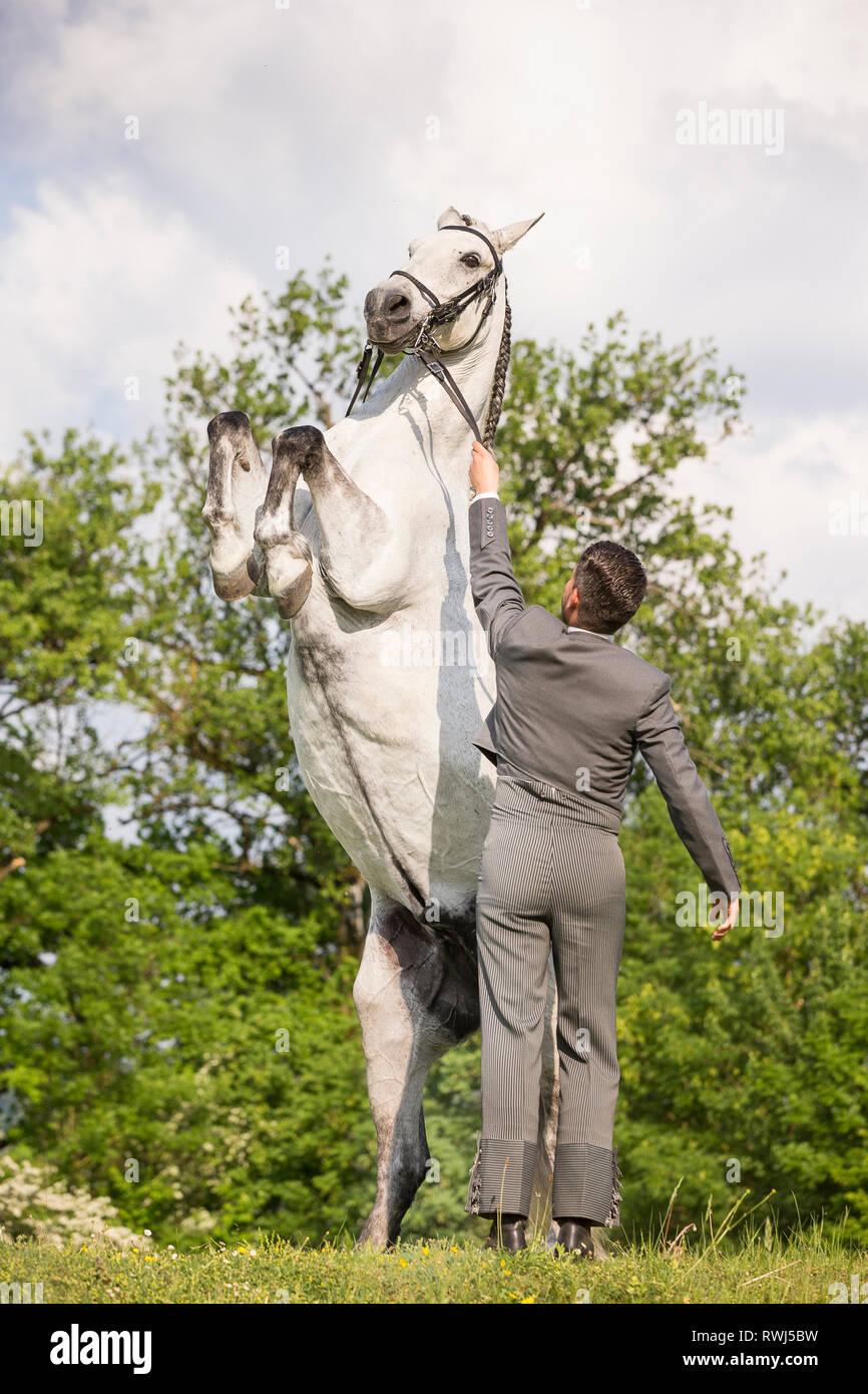 Pure Spanish Horse, Andalusian. The blind gelding Fury showing a pesade, Switzerland Stock Photo