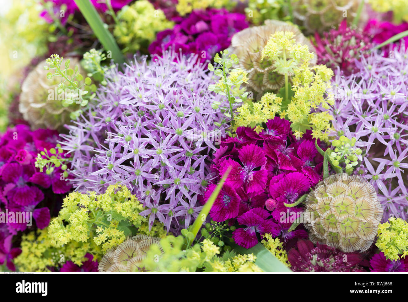 Allium and alchemilla mollis hi-res stock photography and images - Alamy