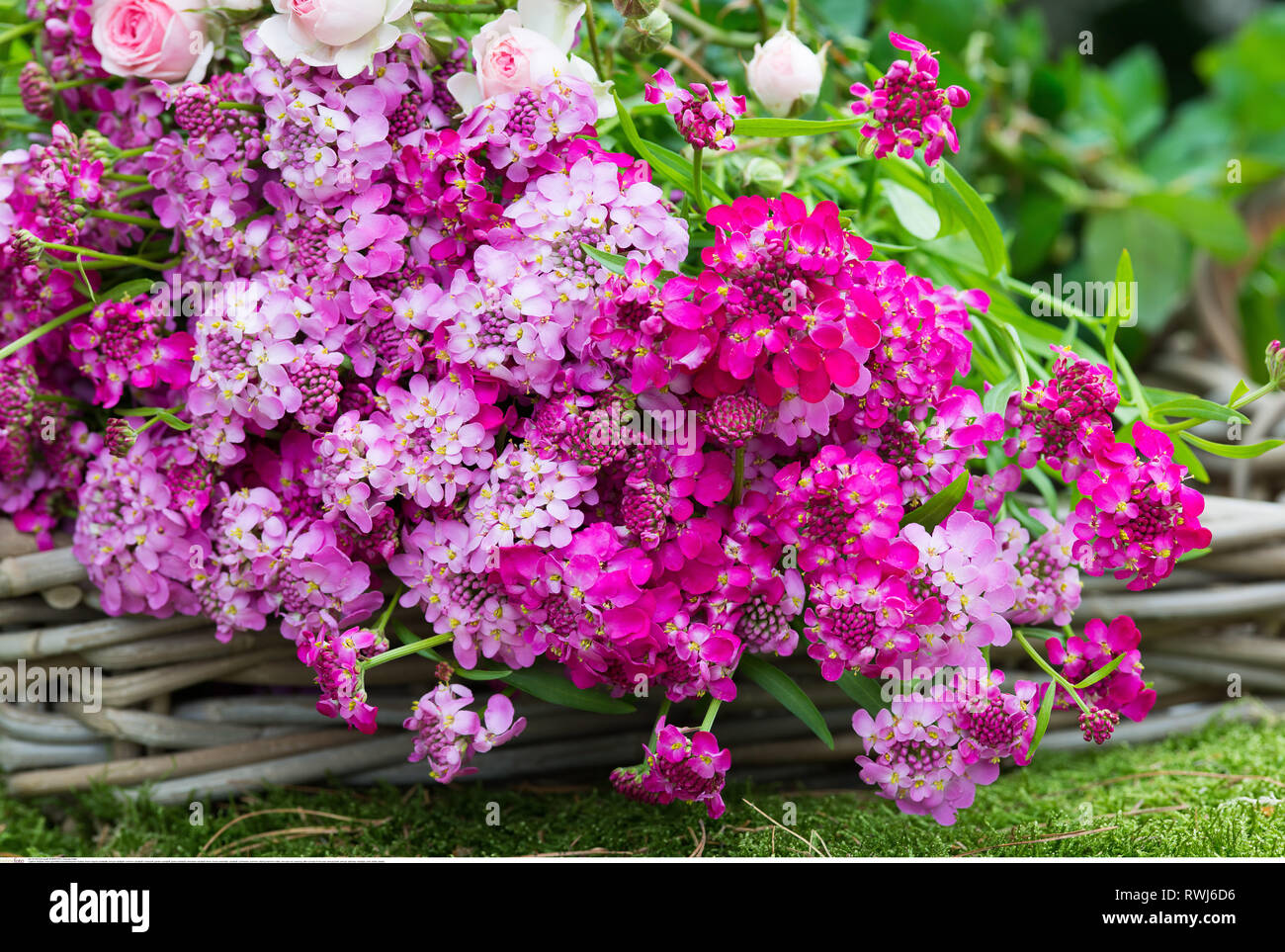 botany, fresh reaped candytufts, Caution! For Greetingcard-Use / Postcard-Use In German Speaking Countries Certain Restrictions May Apply Stock Photo