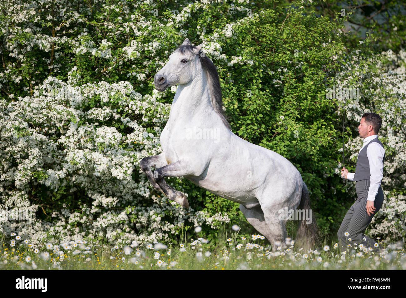 Pure Spanish Horse, Andalusian. Blind gelding rearing on a flowering meadow, next to its rider and owner Sandro Huerzeler. Switzerland Stock Photo