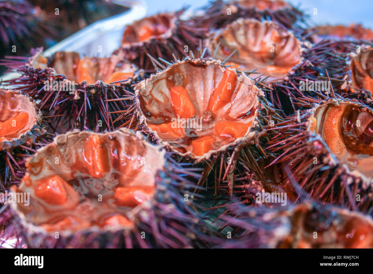 Sea urchin eggs hires stock photography and images Alamy