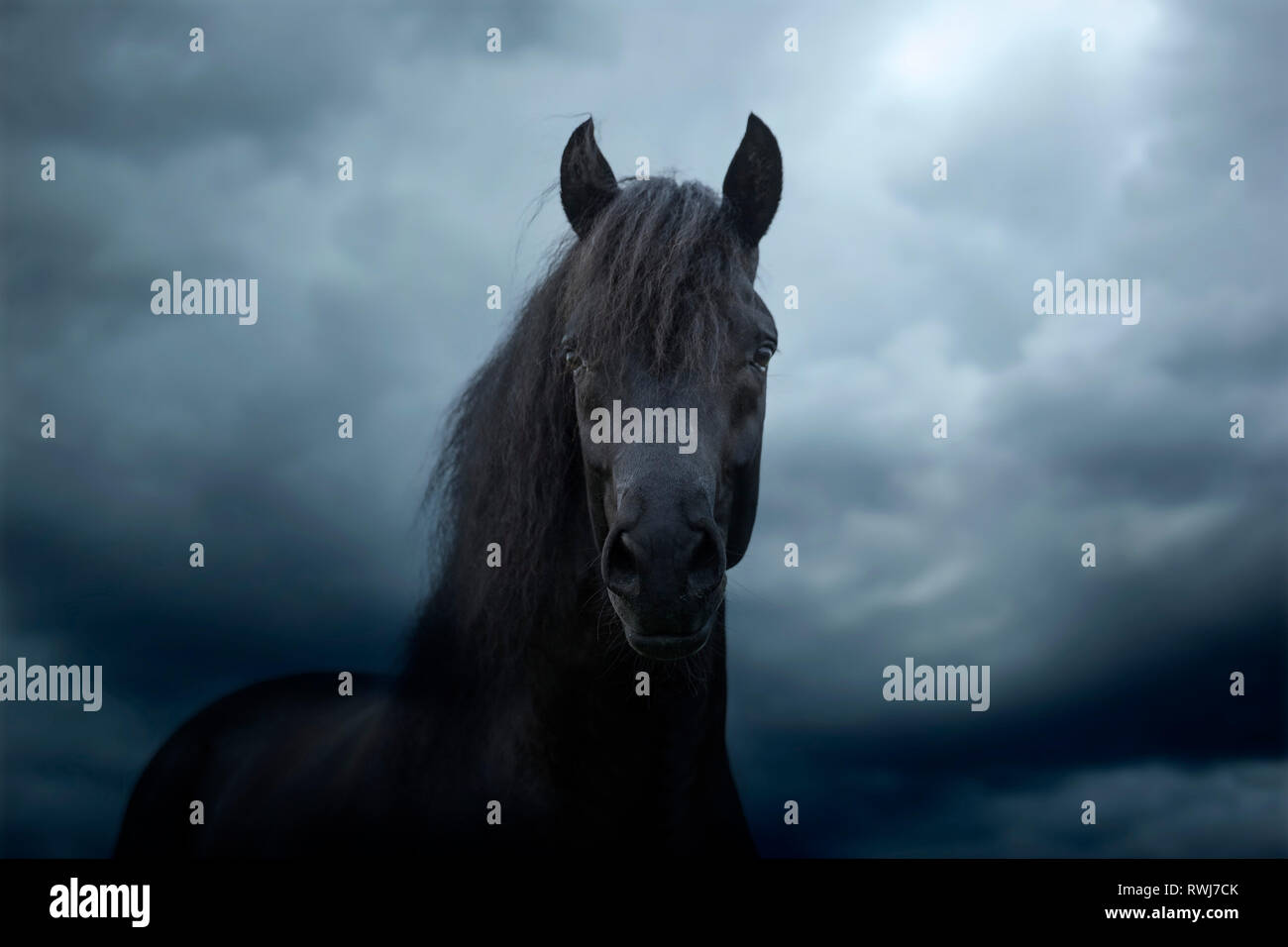 Paso Fino. Portrait of black stallion, seen against a stormy sky. Switzerland Stock Photo