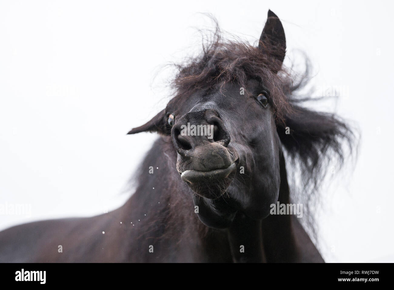 Paso Fino. Portrait of black stallion, seen against a a white background, tossing its head. Switzerland Stock Photo