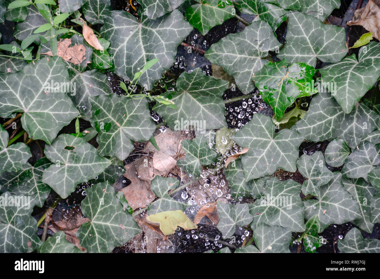 Spider web water top view hi-res stock photography and images - Alamy