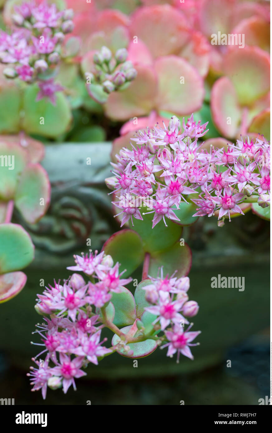 botany, sedum, Caution! For Greetingcard-Use / Postcard-Use In German Speaking Countries Certain Restrictions May Apply Stock Photo