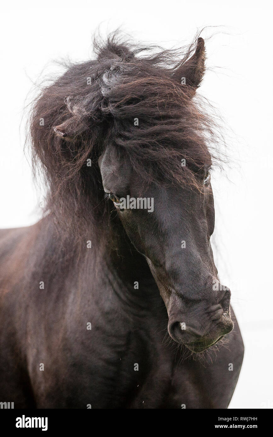 Paso Fino. Portrait of black stallion, seen against a a white background, tossing its head. Switzerland Stock Photo