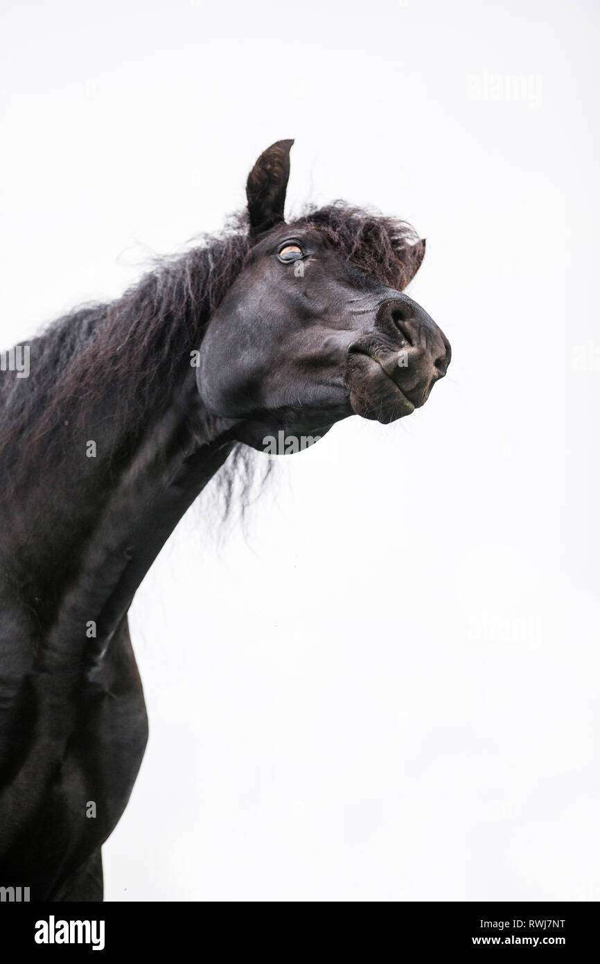 Black Stallion Horse Face