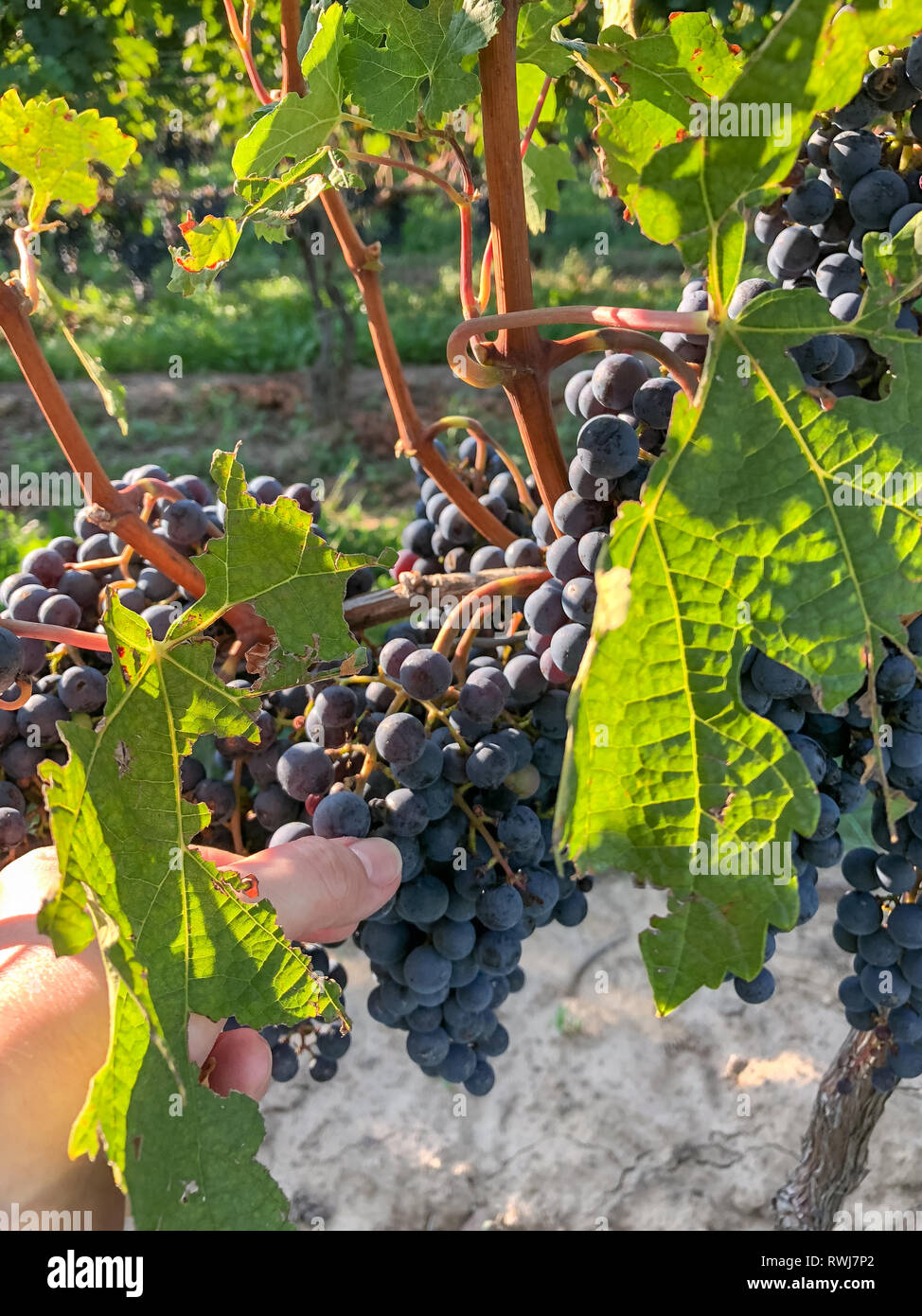 Grape Crop Ripe Grape crop hi-res stock photography and images - Alamy