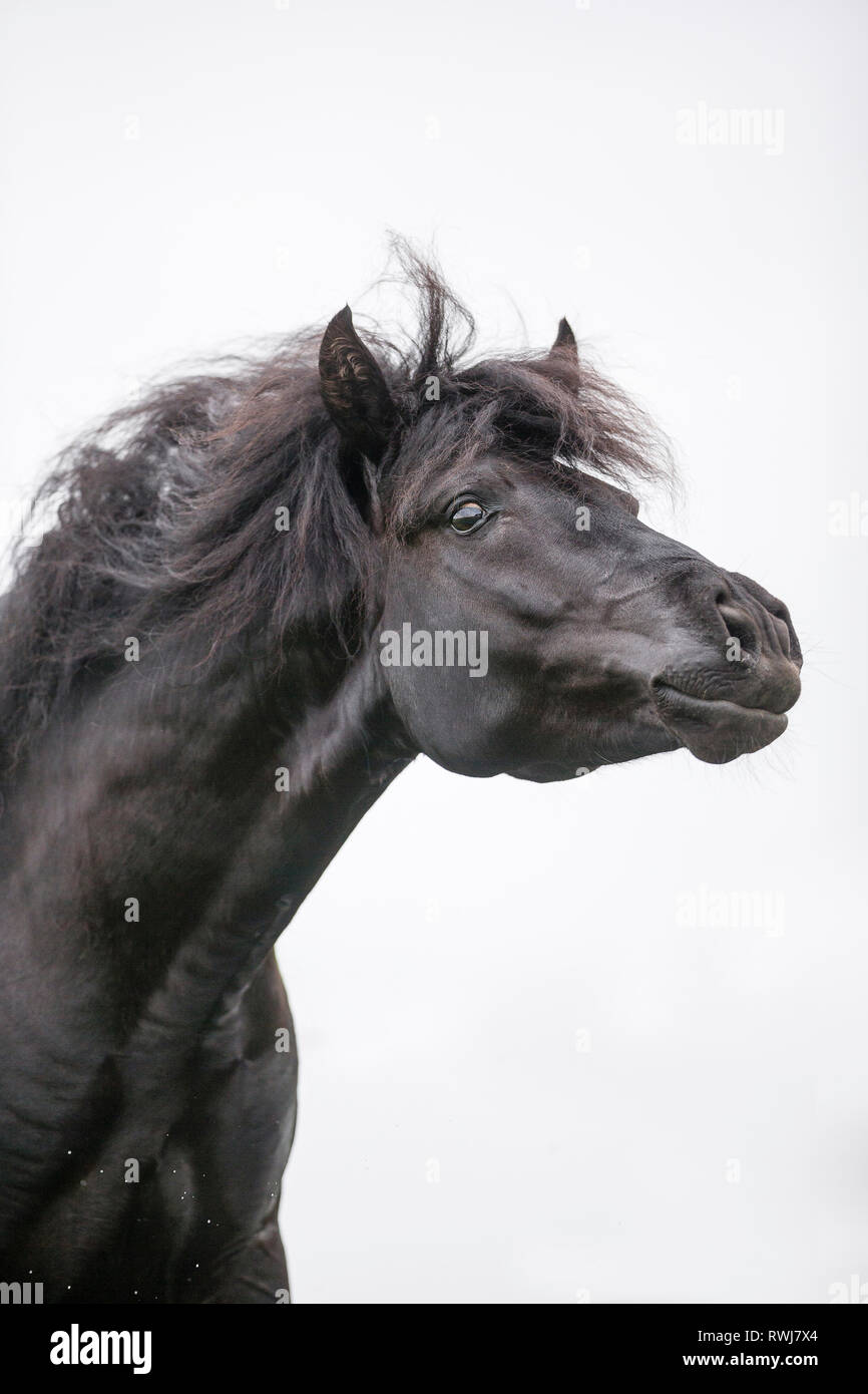 Paso Fino. Portrait of black stallion, seen against a a white background, tossing its head. Switzerland Stock Photo