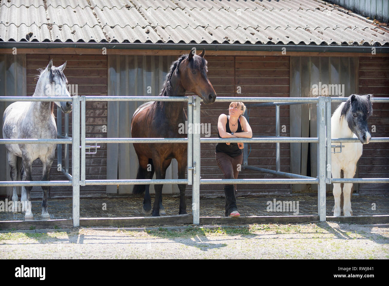 Domestic horses and a woman in a mini-paddock. Germany Stock Photo