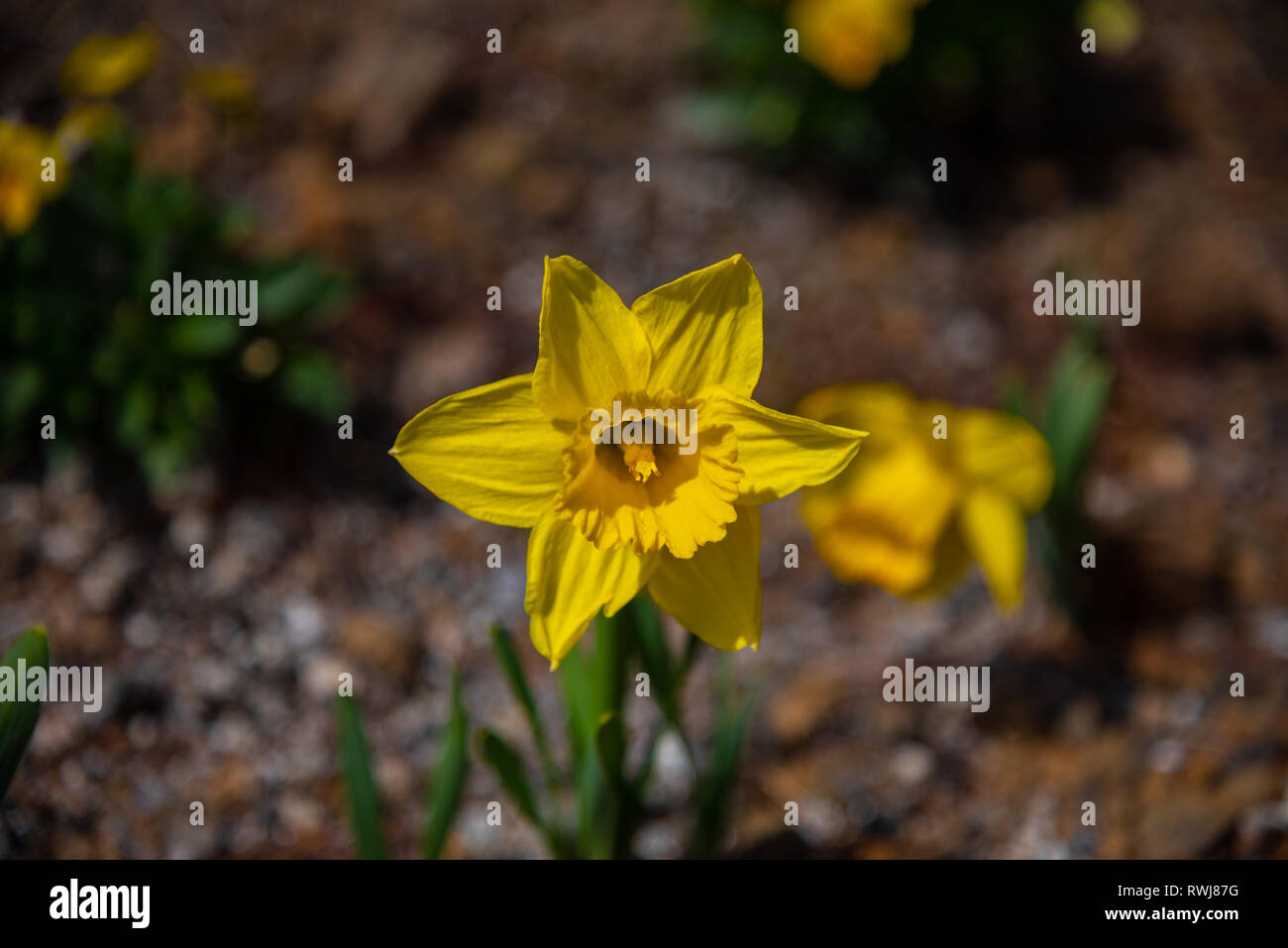 Narcissus in Spring. Blooming daffodils, Spring bulbs. Narcissus is a genus of predominantly spring perennial plants of the Amaryllidaceae (amaryllis) Stock Photo