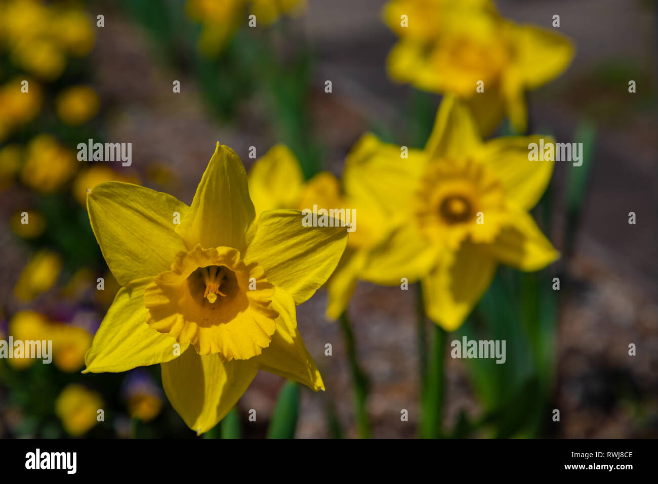 Narcissus in Spring. Blooming daffodils, Spring bulbs. Narcissus is a genus of predominantly spring perennial plants of the Amaryllidaceae (amaryllis) Stock Photo