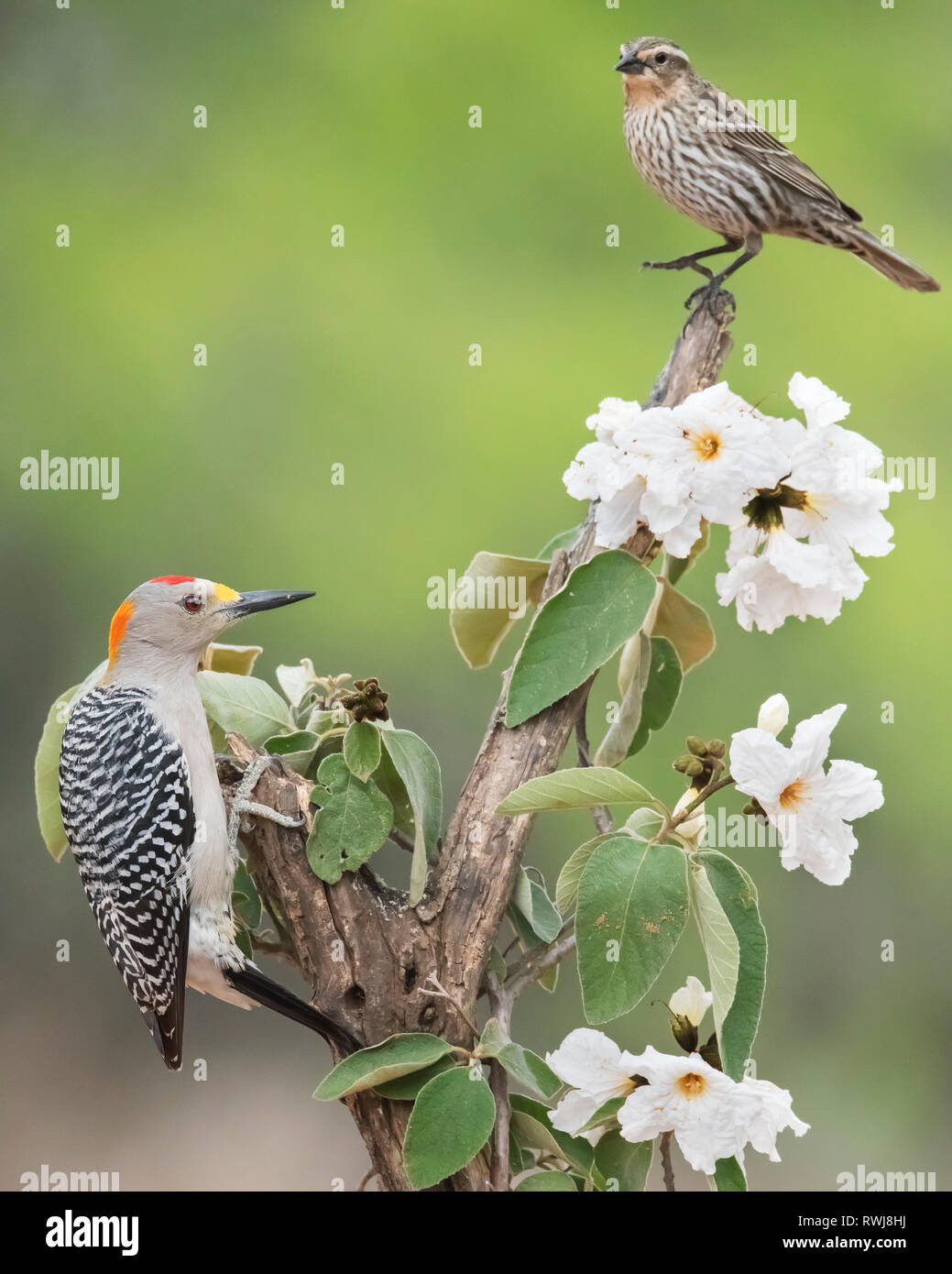 Male Golden-fronted woodpecker (Melanerpes aurifrons) and immature Blackbird on tree with white flowers, Laguna Seca Ranch Stock Photo