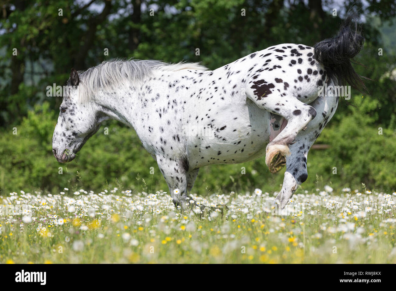 Noriker Horse. Leopard-spotted gelding kicking on a pasture. Switzerland Stock Photo