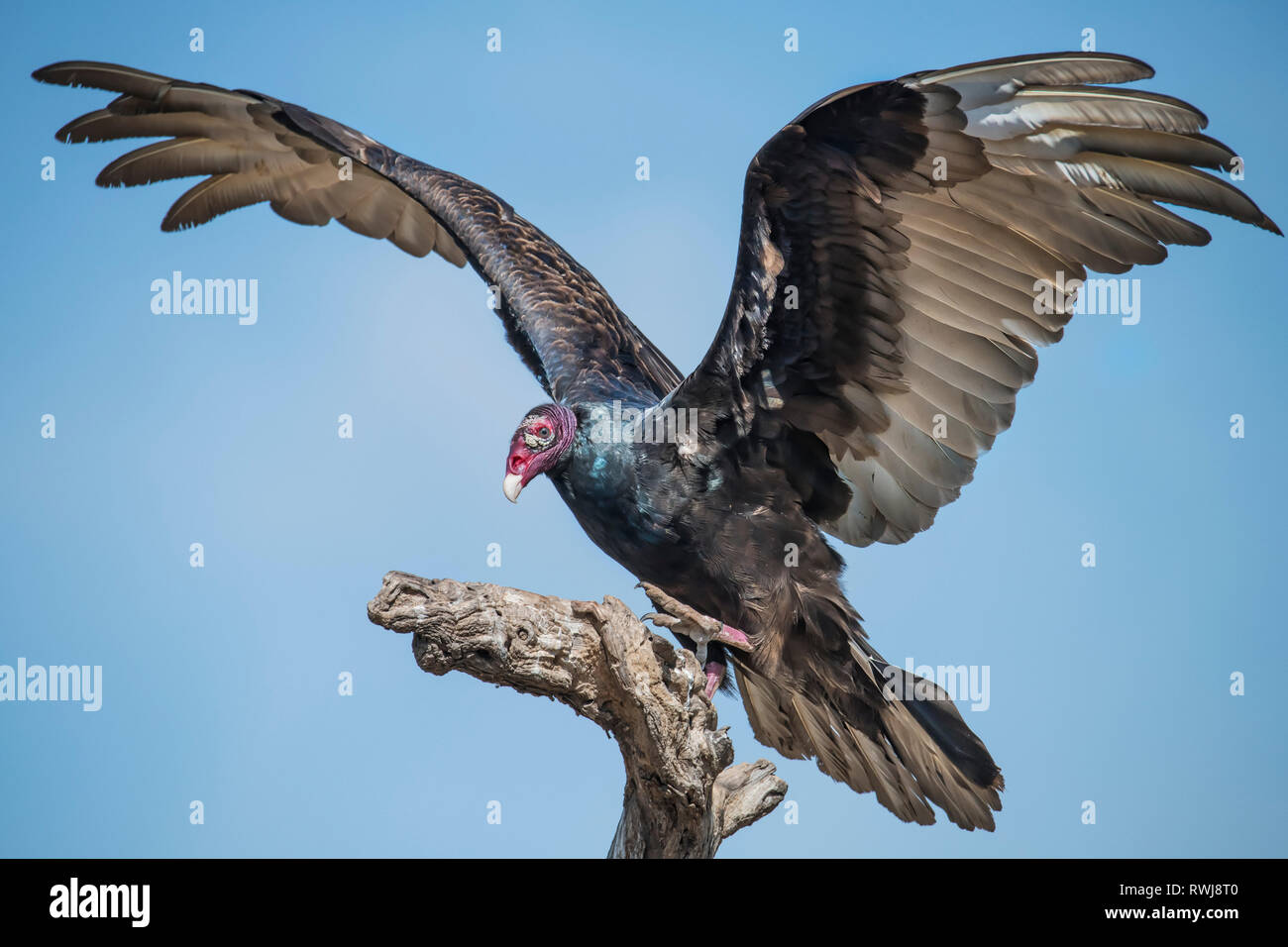 Turkey vulture landing hires stock photography and images Alamy