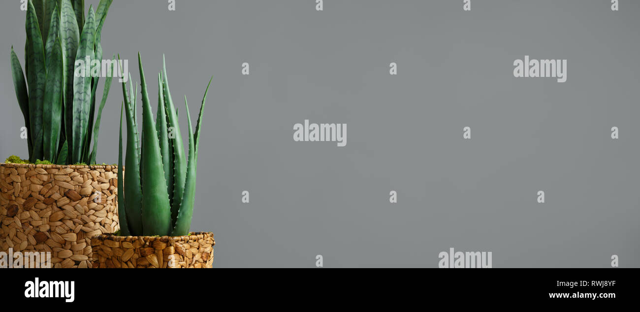 Image showcasing Botanical interior decor concept Stock Photo - Alamy