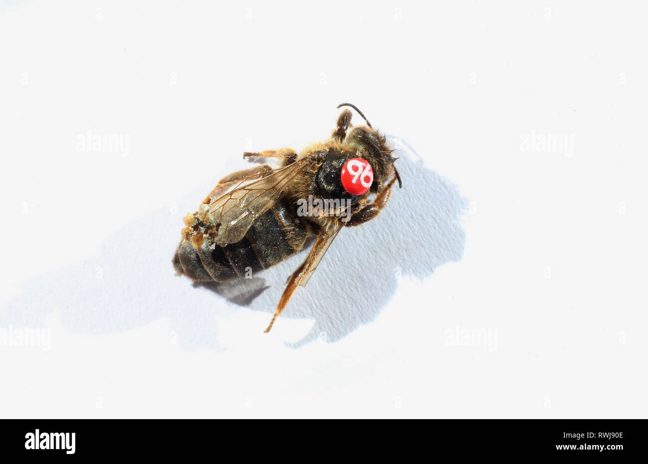Kaufbeuren, Germany. 06th Mar, 2019. A dead queen bee with a red mark on her back lies on the ground on a sheet of paper. Credit: Karl-Josef Hildenbrand/dpa/Alamy Live News Stock Photo