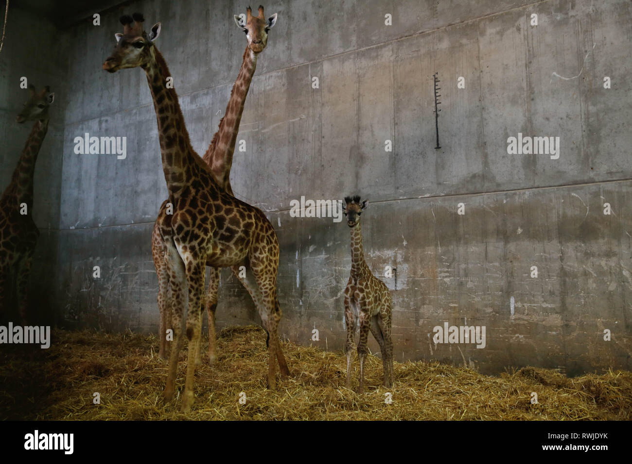 Jerusalem. 6th Mar, 2019. A two-week-old South African giraffe calf (R) is seen at the Jerusalem Biblical Zoo in Jerusalem, on March 6, 2019. Credit: Gil Cohen Magen/Xinhua/Alamy Live News Stock Photo