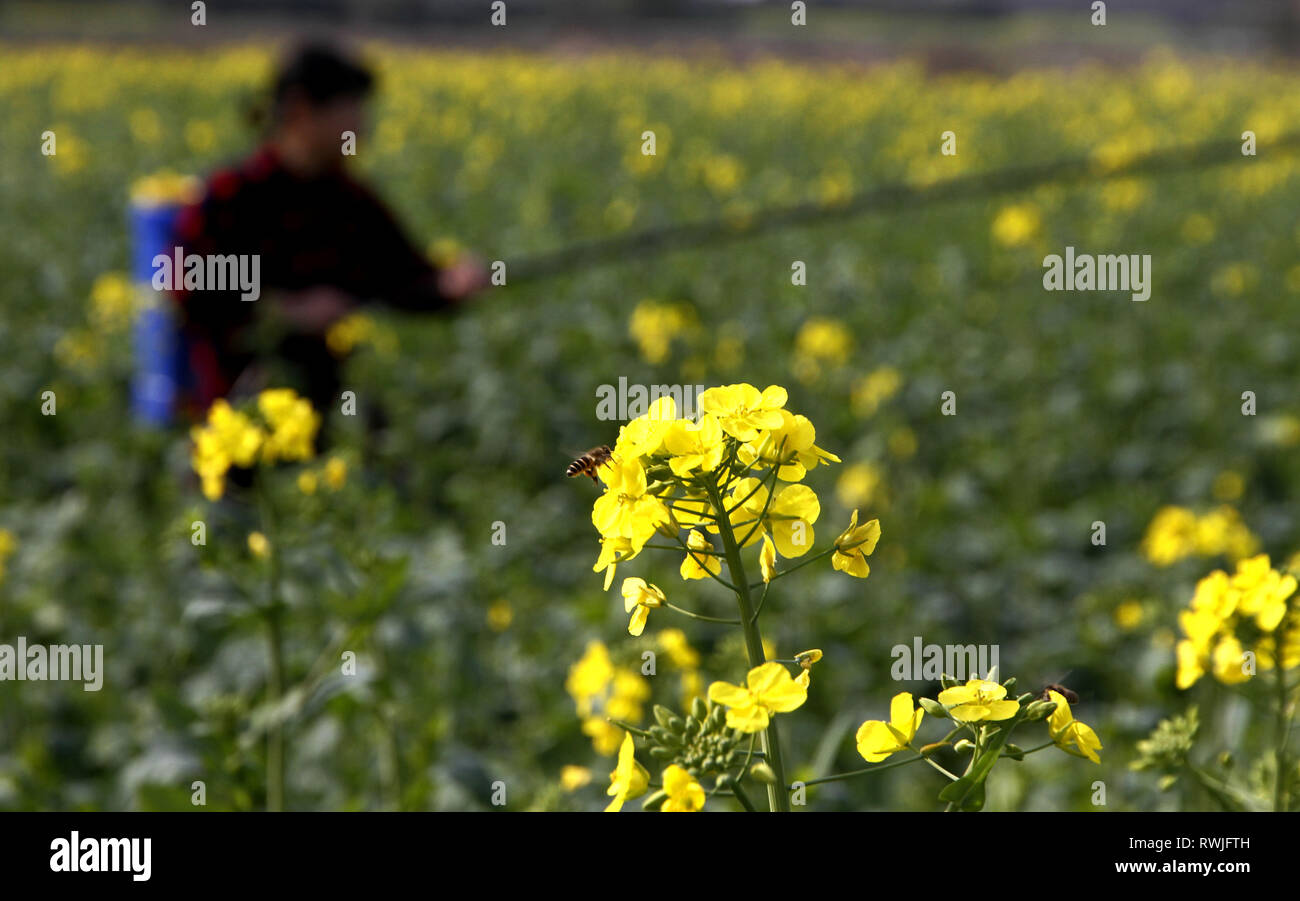 Yichun. 6th Mar, 2019. A farmer sprays farm chemical in the field of cole flower at Shixia Village of Renshou Township in Jing'an County, east China's Jiangxi Province on March 6, 2019. This Wednesday marks the day of 'Jingzhe', literally meaning the waking of insects, which is the third one of the 24 solar terms on Chinese Lunar Calendar. With the temperature rising, farmers are busy with their farm work. Credit: Xu Zhongting/Xinhua/Alamy Live News Stock Photo