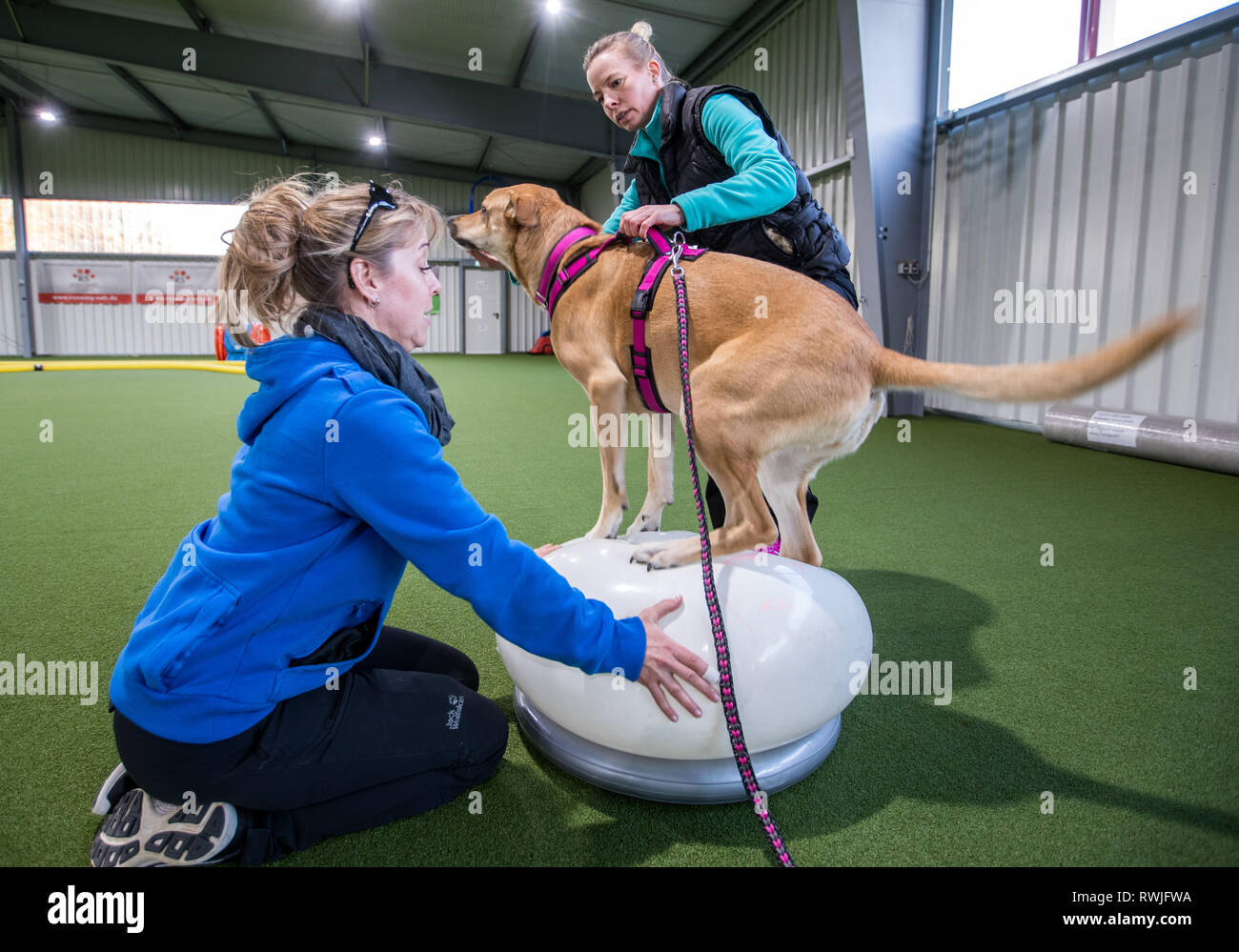 Dog trainer dog trainers hires stock photography and images Alamy