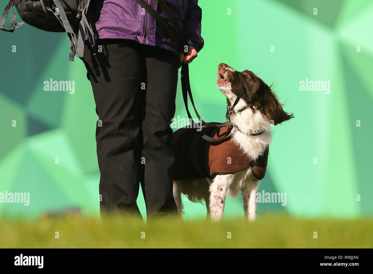 Birmingham, UK. 7th Mar, 2019. Show dogs arriving with their owners for the first day of Crufts 2019 being held at the NEC over four days. 27,000 dogs are expected to be shown over the four days, 220 different breeds, and with an estimated 165,000 dog lovers visiting. Credit: Peter Lopeman/Alamy Live News Stock Photo