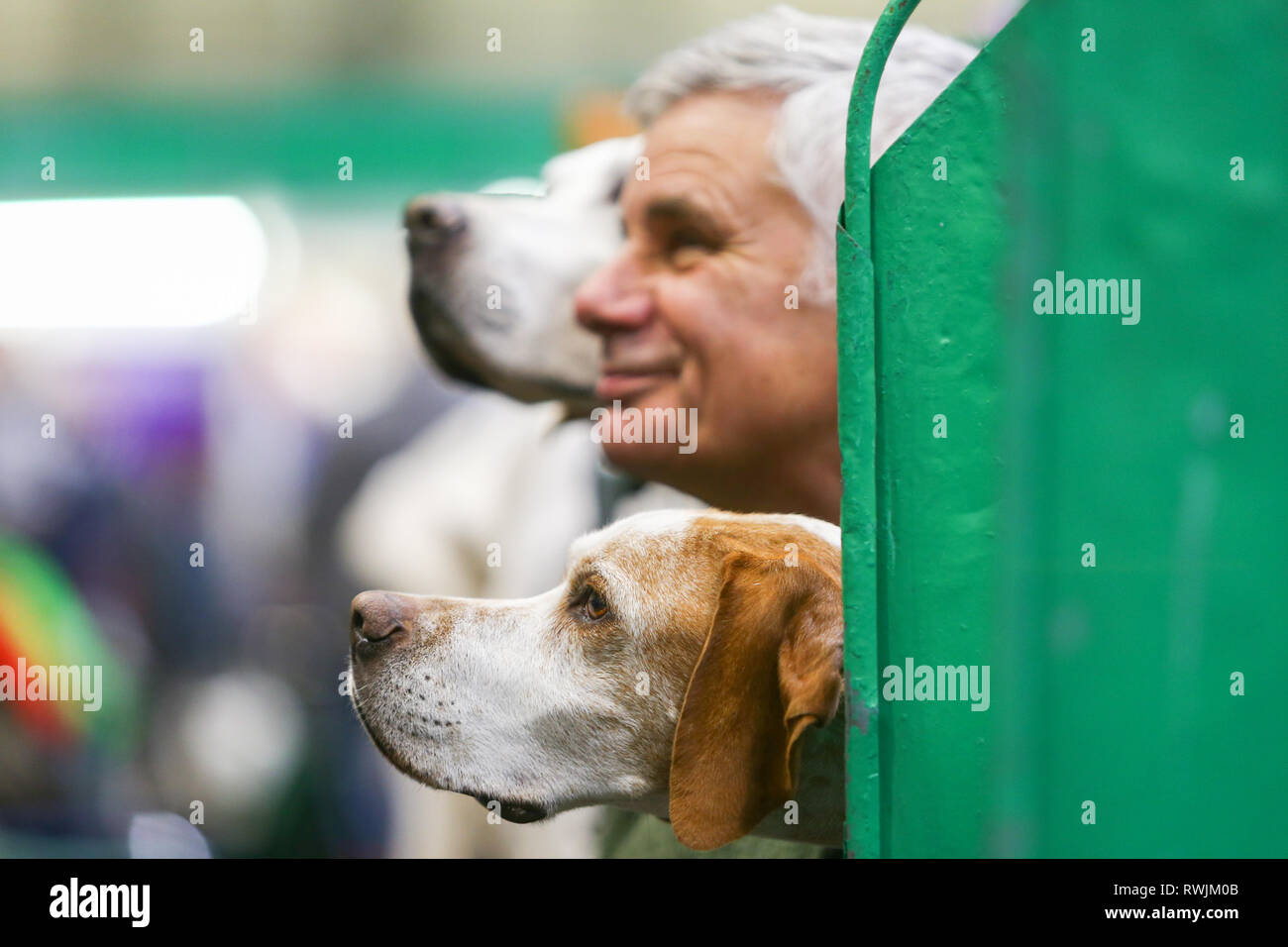 crufts 2019 gundog day