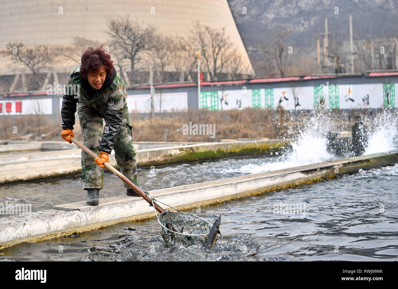 (190307) -- PINGDING, March 7, 2019 (Xinhua) -- Villager Kang Ruiqing fishes in a cooperative aqua farm in Podi Village, Niangziguan Town, Pingding County, north China's Shanxi Province, on Feb. 26, 2019. The women of Niangziguan Town have played a vital role in developing local tourism industry under a poverty alleviation campaign. Taking tourist experience into consideration, they have made thorough plans to improve key service factors such as routes, catering and accommodation. In turn, the number of tourists have increased. All residents in Niangziguan Town have been helped out of poverty  Stock Photo