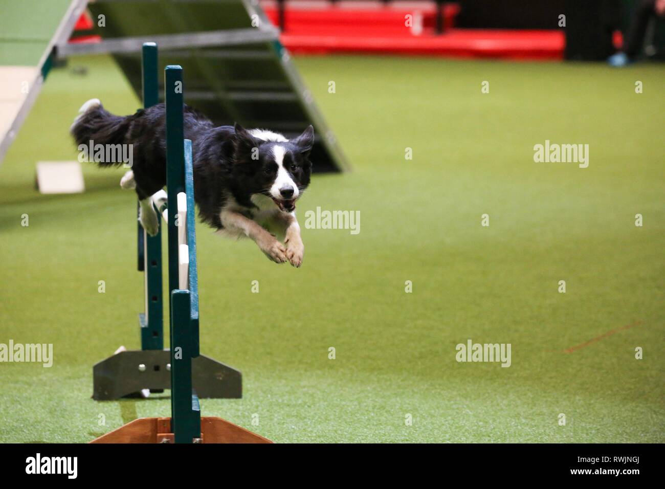 Border Collie Agility 2019 2024 callski