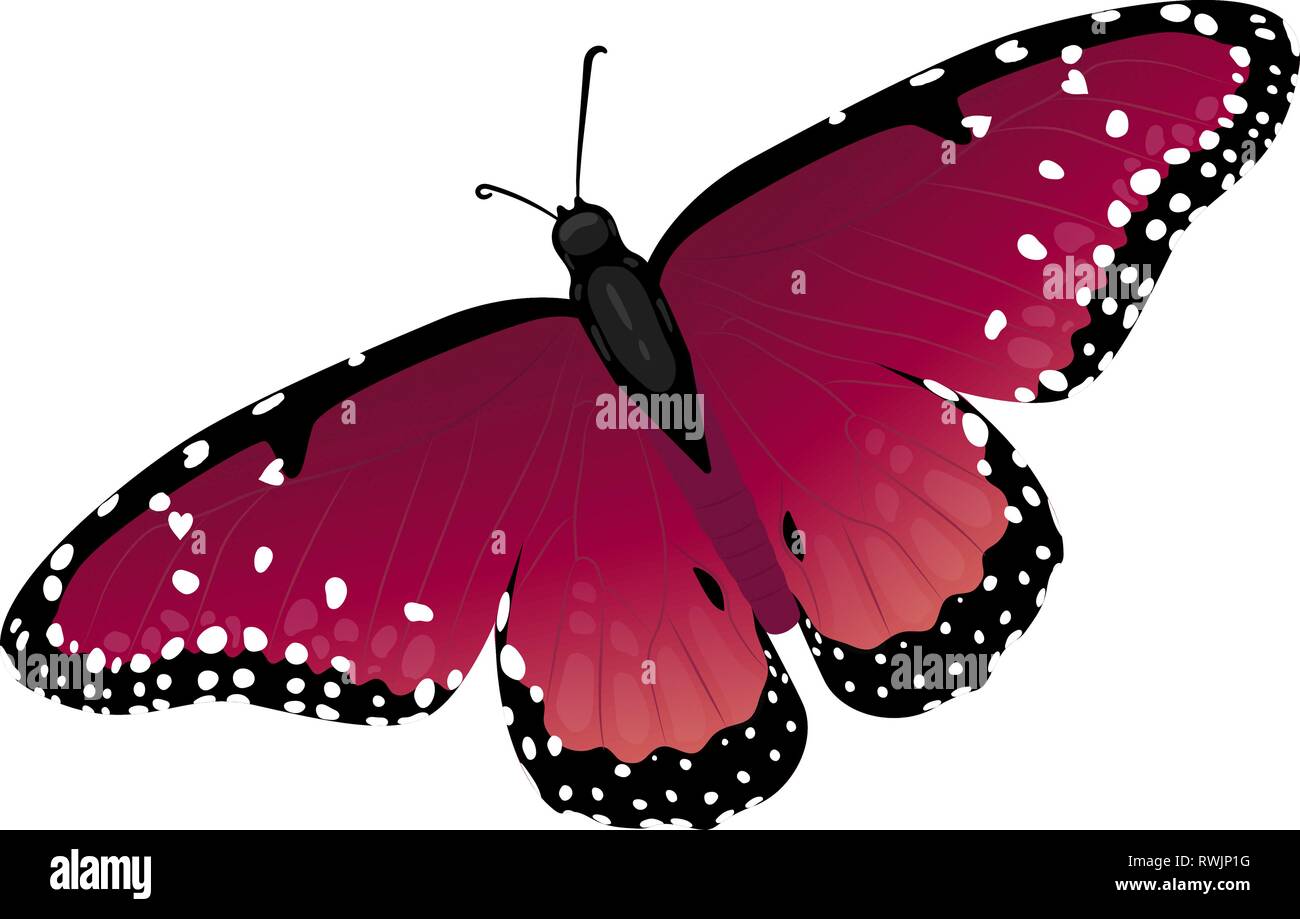 Multicolor realistic isolated butterfly Stock Vector Image & Art - Alamy